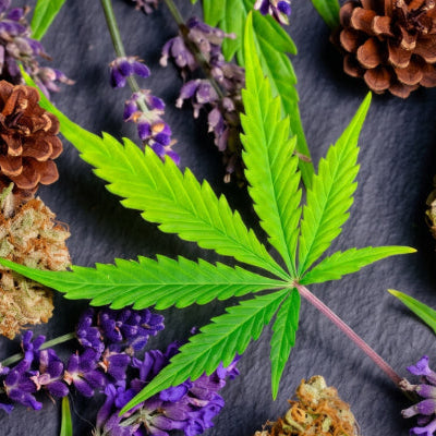 The Hidden World of Terpenes: Why Your Favorite Strain Smells the Way It Does