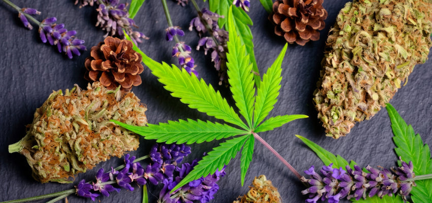 The Hidden World of Terpenes: Why Your Favorite Strain Smells the Way It Does