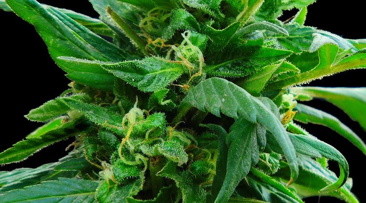 Close-up of a cannabis bud and leaves