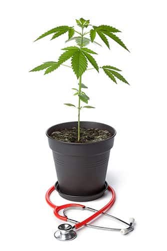 Small cannabis plant in a pot with a stethoscope wrapped around it
