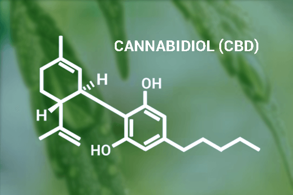 Cannabidiol CBD molecular structure diagram with cannabis leaves