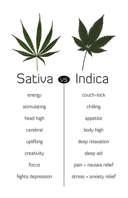 Infographic comparing sativa and indica cannabis leaf shapes and effects