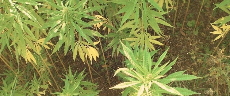 Close-up of green hemp plant leaves