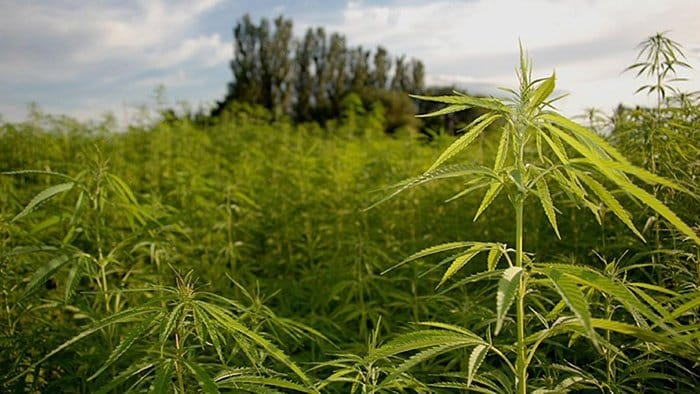 Tall hemp plants growing in an outdoor field