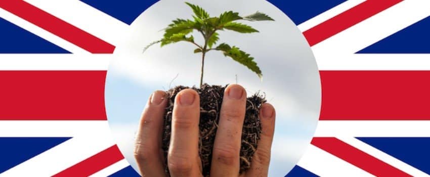 Hemp plant seedling in hand superimposed over British flag