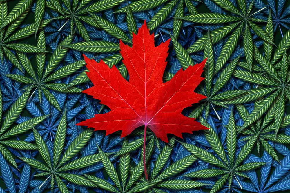 Animated Canadian maple leaf with cannabis leaf background