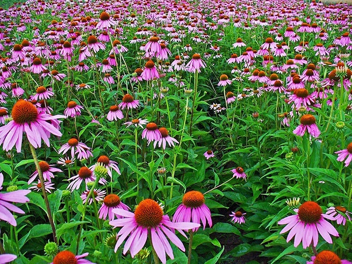 Field of bright pink flowers growing like cannabinoids