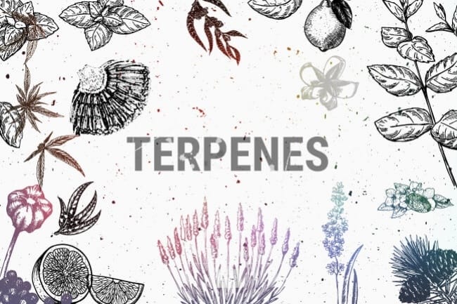 Word TERPENE centered between illustrated plants