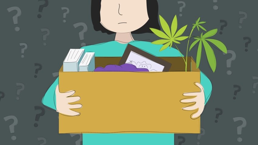 Fired man with box of desk contents and cannabis plant