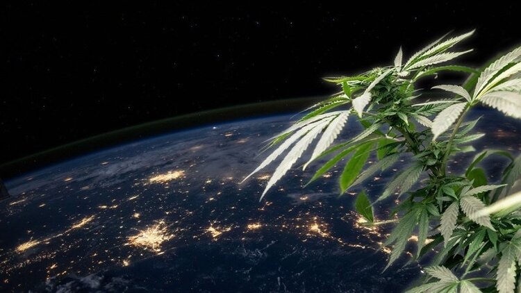 Cannabis plant in corner of photo of Earth from space