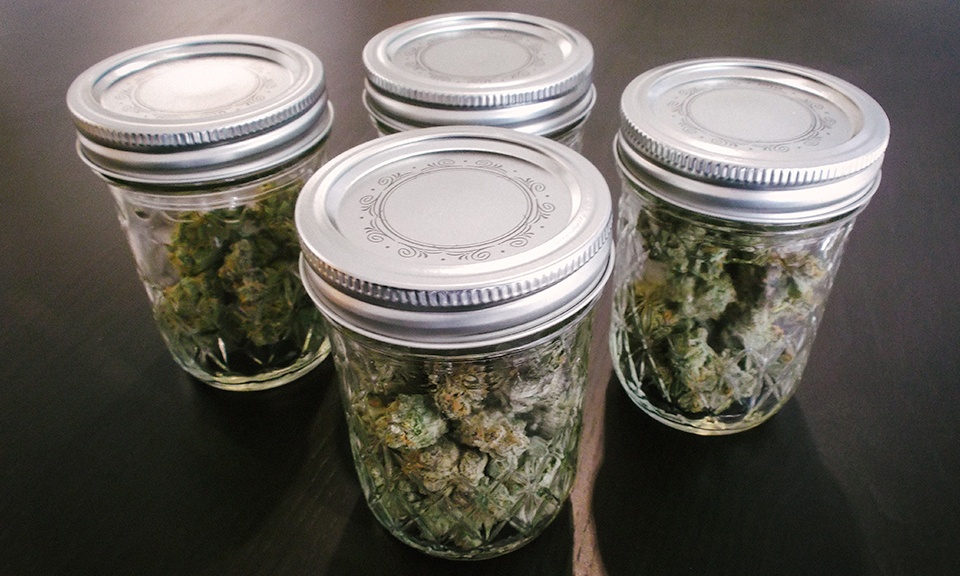 Four sealed mason jars holding nuggets of cannabis