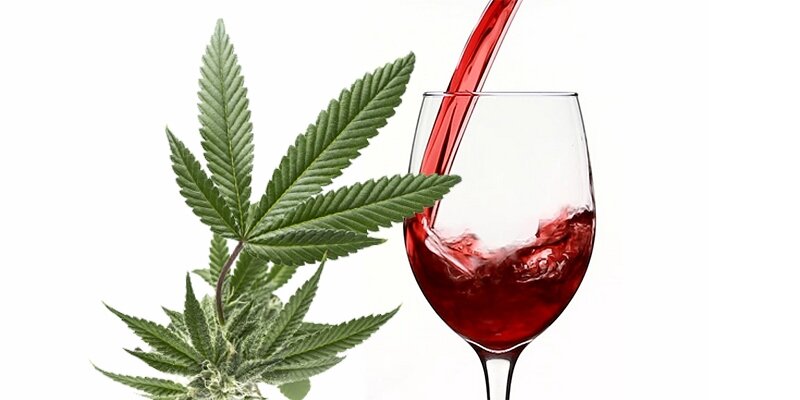 Cannabis leaves and glass of red wine on white background