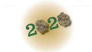 2020 text with cannabis buds representing the election year