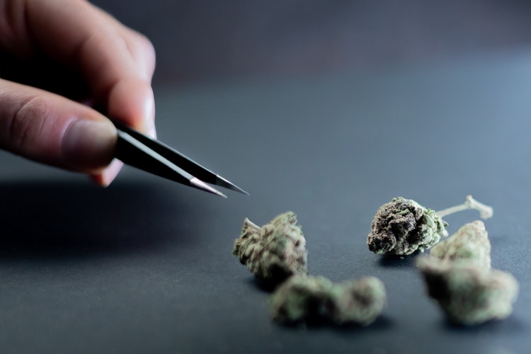 Hand reaching toward cannabis nuggets with tweezers