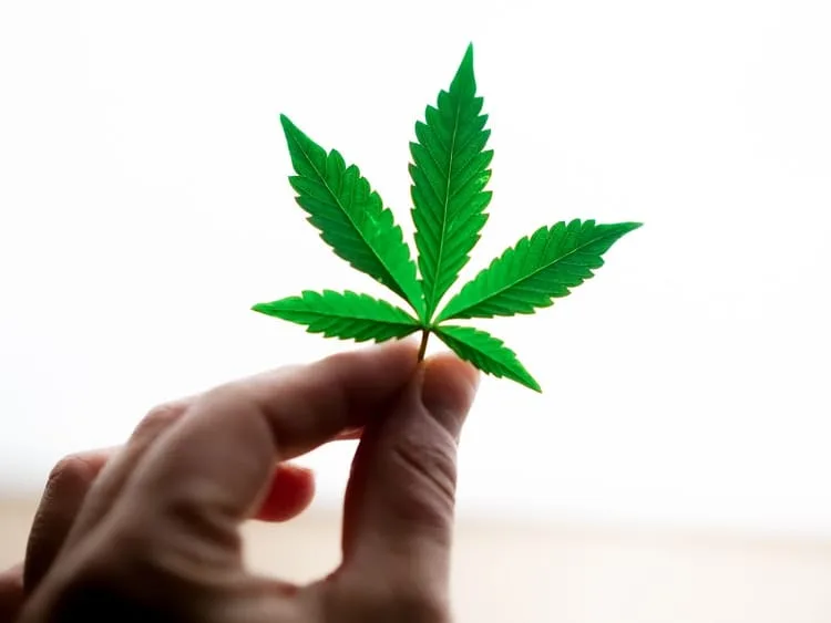 Hand holding cannabis leaf