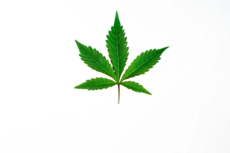 Single cannabis leaf pictured against white background