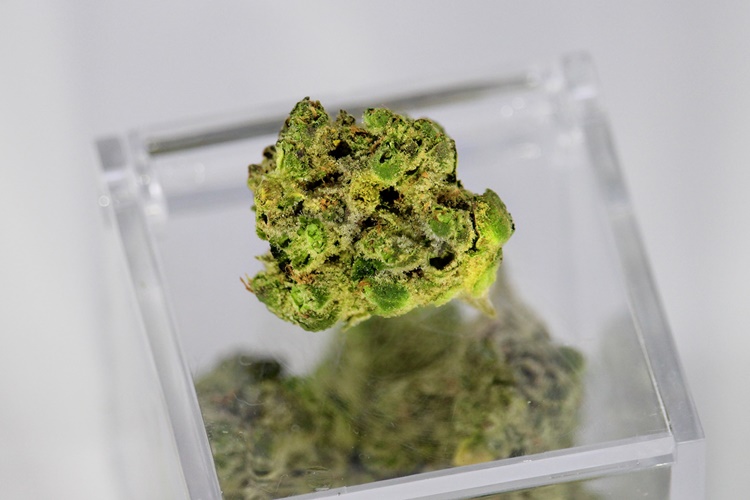 Cannabis nugget on transparent storage container